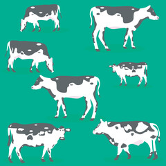 vector set of cows in flat illustration on green background design. 