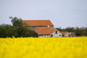 Naklejka na ściany i meble Dutch farm in spring, Nederlandse boerderij in het voorjaar