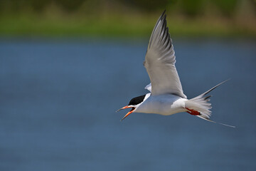 Fototapeta premium Tern Seagull in Flight