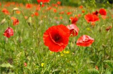 red poppy in the field