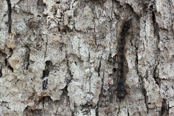bark of a tree