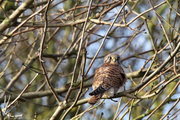 A stunning animal portrait shot of a Kestrel perched in a tree at the forest