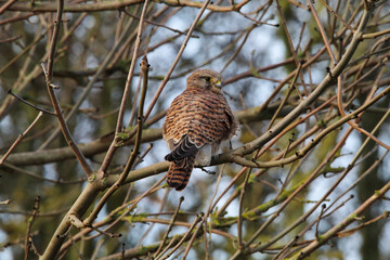 A stunning closeup shot of a Kestrel perched on a tree. 