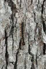 A native worm resting on the bark of a tree.