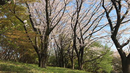 桜の林と青空