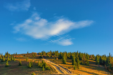 Rare coniferous forest on a hill in autumn evening. A lone white cloud hovered over the summit. Autumn in the Carpathians