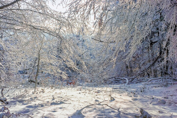 Sunny day in the winter forest. After a heavy snowfall, the snow covered the branches of the trees. winter background