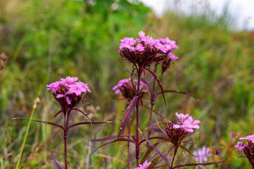 Blooming wild Dianthus barbatus (sweet William) in the meadows of the Ukrainian Carpathians. The ancestor of the famous ornamental flowers in the natural environment