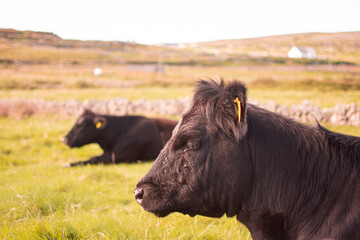 Cow grazing in the green meadow, black cattle. Farming milk. Biological agriculture.