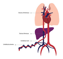 Fetal circulation illustration. Heart, veins and arteries schematic in the fetal circulation 