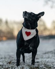 Schwarzer Hund im Schnee bei Sonnenuntergang