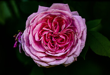 When you think of the Rose, you think of love. The flower that represents love and romance. Each color of the Rose has a different meaning.  