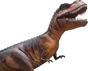 Fotobehang Dinosaurussen Tyrannosaurus Rex dinosaur  © stockdevil