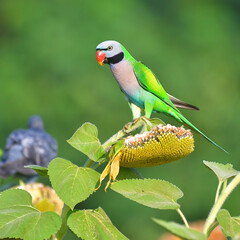 Red-breasted Parakeet Bird