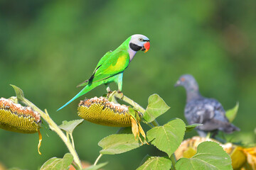 Red-breasted Parakeet Bird