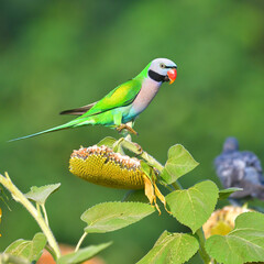 Red-breasted Parakeet Bird