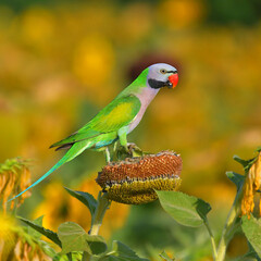 Red-breasted Parakeet Bird