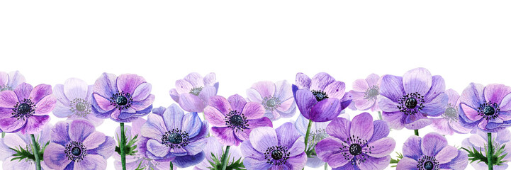 Watercolor lilac flower anemone