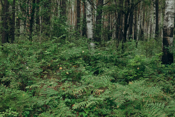 Fototapeta premium Green forest with ferns and fir trees.
