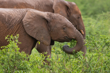 Elephant family foraging on bushes in natural habitat 