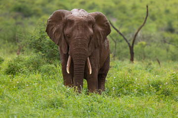 Elephant after taking a mud-bath free-standing in natural habitat