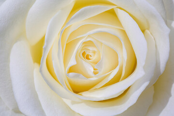 wedding love romantic white yellow rose