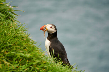 Atlantic puffins on Mykines, Faroe Islands