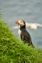Atlantic puffins on Mykines, Faroe Islands