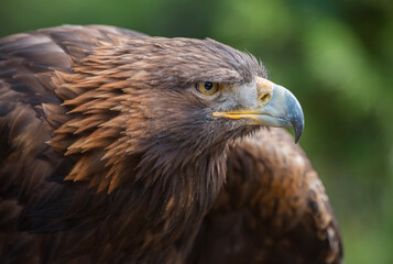 Golden Eagle