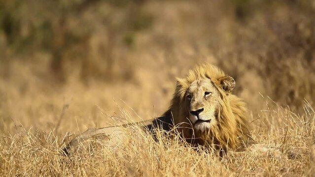 End of rest for African lion male in savannah in Kruger National park, South Africa ; Specie Panthera leo family of Felidae
