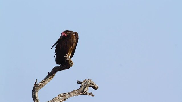 Lappet faced Vulture preening feathers isolated in blue sky in Kruger National park, South Africa ; Specie &nbsp;Torgos tracheliotos family of Accipitridae