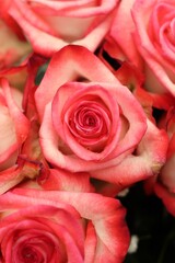 red roses background