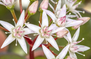 Fleurs blanches d'arbre de Jade ou crassula ovata en forme d'étoile