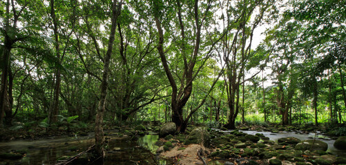 Fototapeta premium trees in the forest