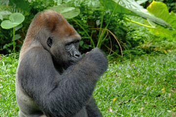 gorila at zoo © Riadi