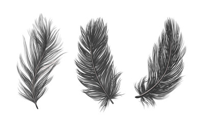 ISOLATED feathers. Drawn feathers feathers on a WHITE background