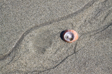 Fototapeta na wymiar Sand Beach Structres water snail shell diagonal