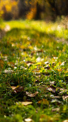 moss on the ground
