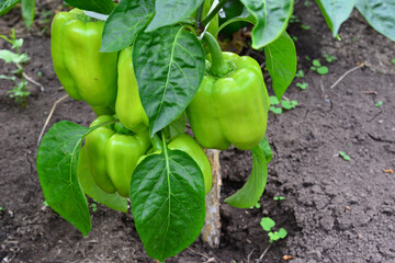 green peppers on the plant with green leaves on garden bed isolated, close-up