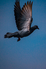 Pigeon in flight 