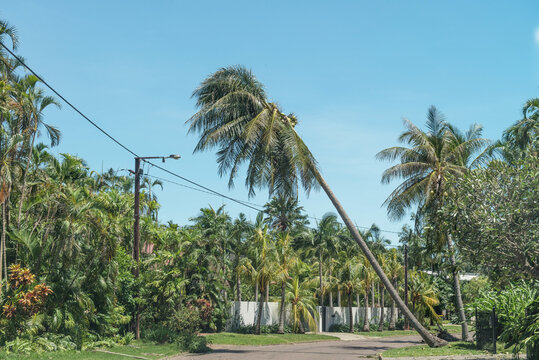 Leaning palm over road after cyclone