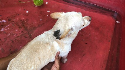 Adorable Chihuahua dog has small frog on the head, playing or bathing in the red pool, it want to take a shower to relieve the heat in summer.