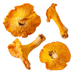 Fresh yellow chanterelle © Grafvision