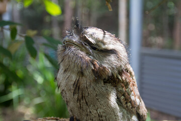 owl on branch australia