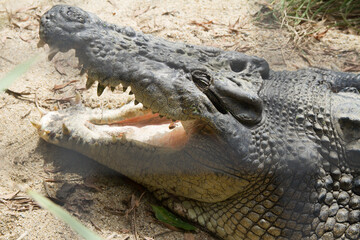 A large australian Crocodile sitting on the sand with its mouth open showing large teeth.