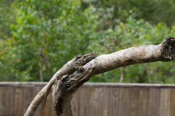 lizard on a branch zoo australia cairns 