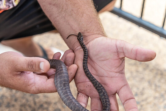 Baby children's python