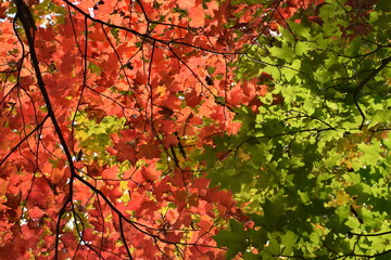 Autumn foliage, Québec, Canada