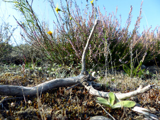 A dried branch, (bleached by sun and rain) on a slightly mossy ground in a heath. In the background is wild lavender and a few little flowers and the blue sky.