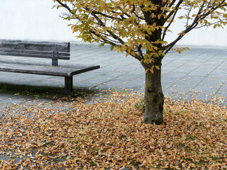 A bench, and a tree surrounded by autumnal leaves on the ground.